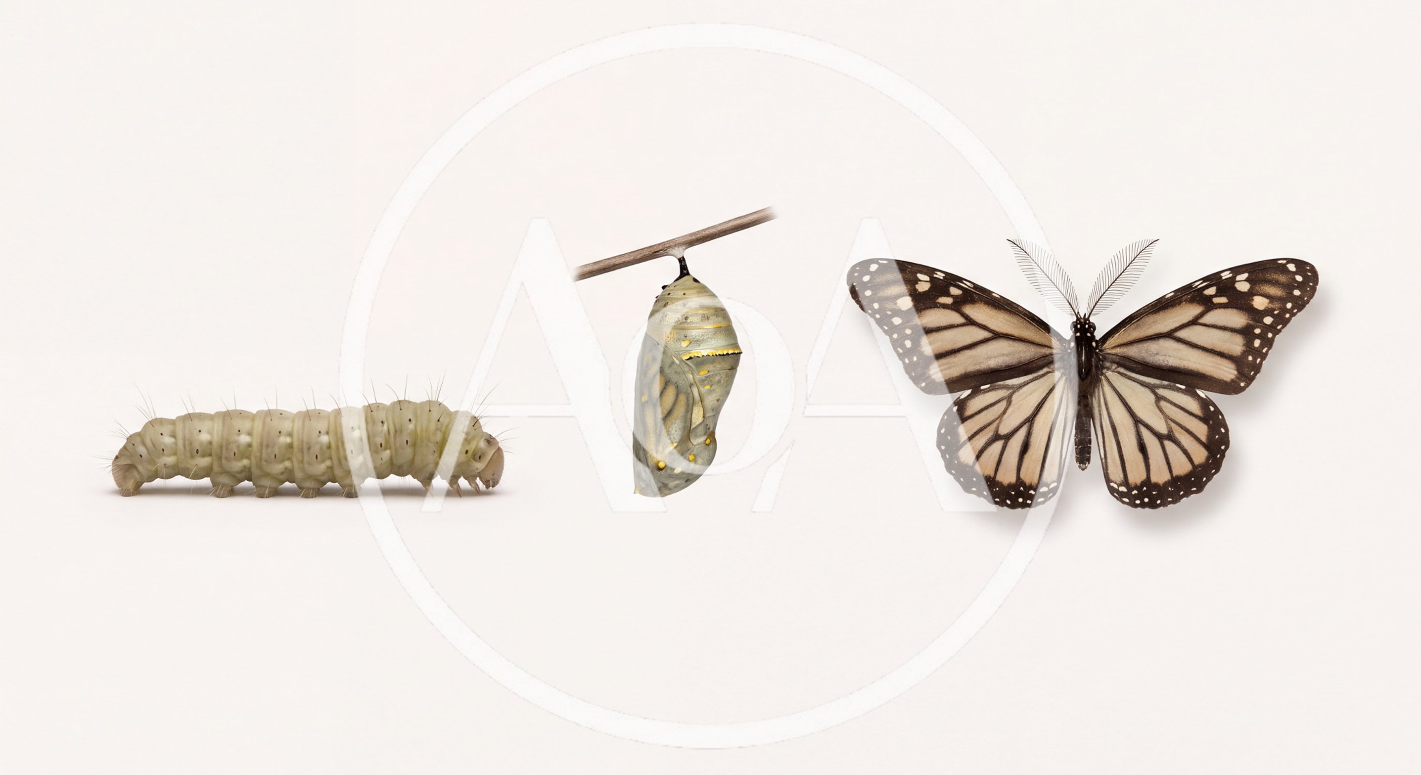 Life Cycle Stages Of A Butterfly