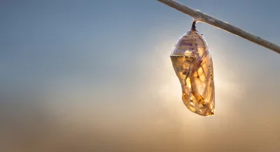 Monarch Butterfly Chrysalis Hanging From A Twig