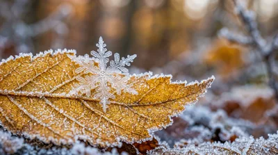 Single Snowflake Resting On A Frosty Autumn Leaf