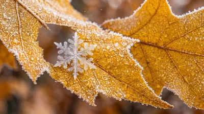 Single Snowflake Resting On A Frosty Autumn Leaf
