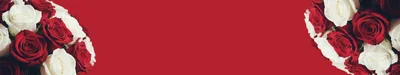 Bouquet of Red and White Roses on Red Background
