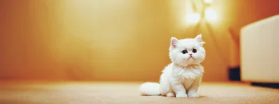 Adorable Fluffy White Persian Kitten Sitting