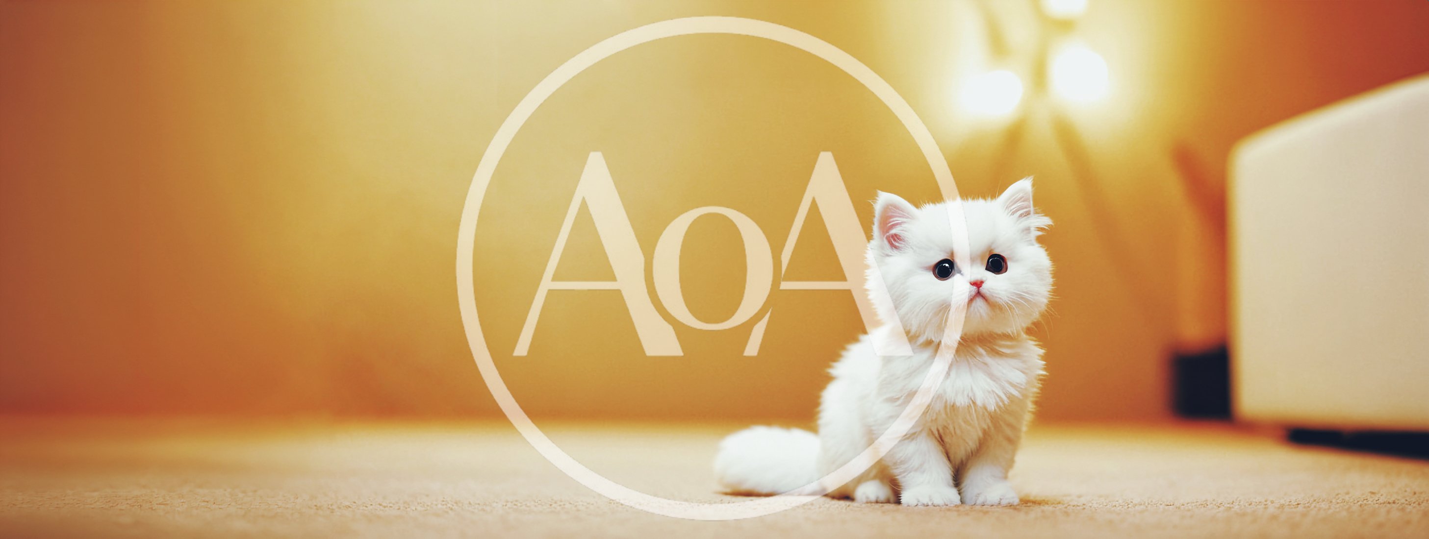 Adorable Fluffy White Persian Kitten Sitting