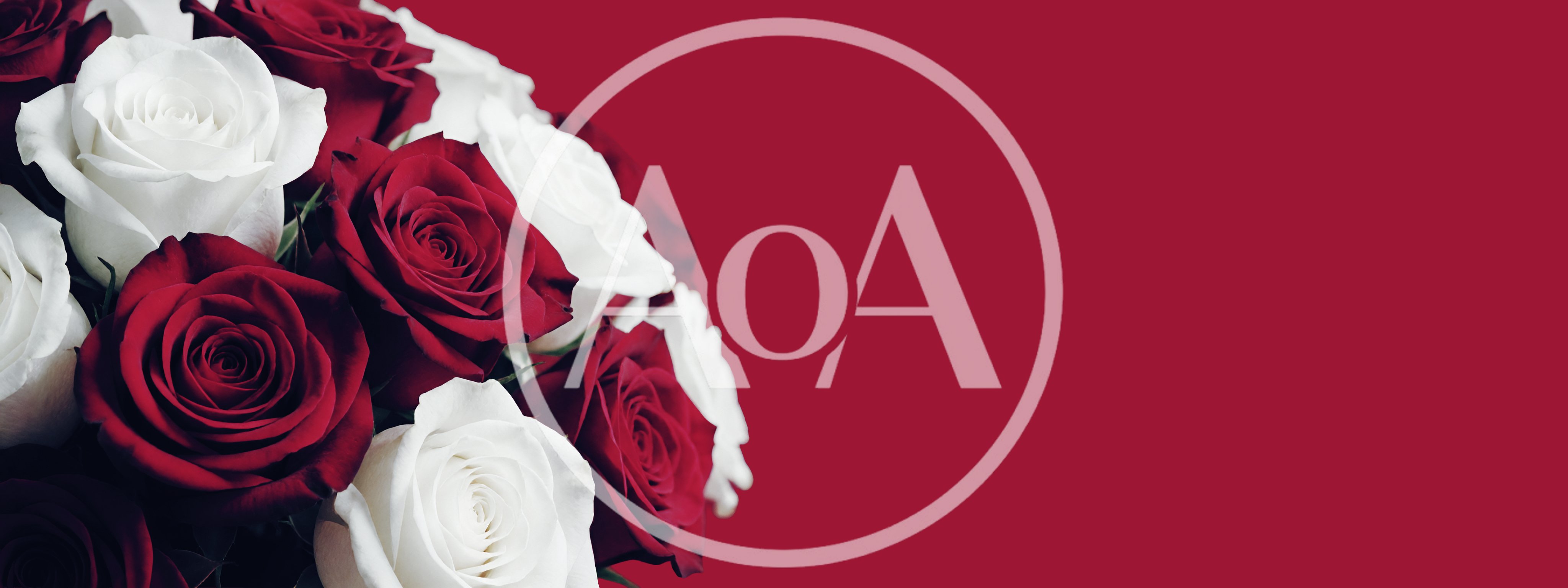 Bouquet of Red and White Roses on Intense Red Background