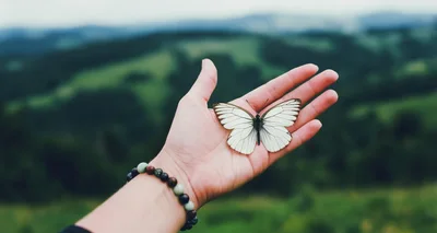 White Butterfly Resting On A Female Human Hand