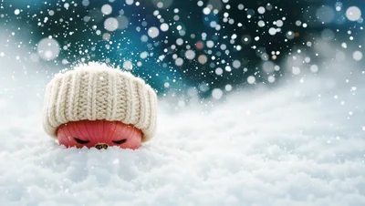 Pink Red Onion Wearing A Knitted Hat In The Snow