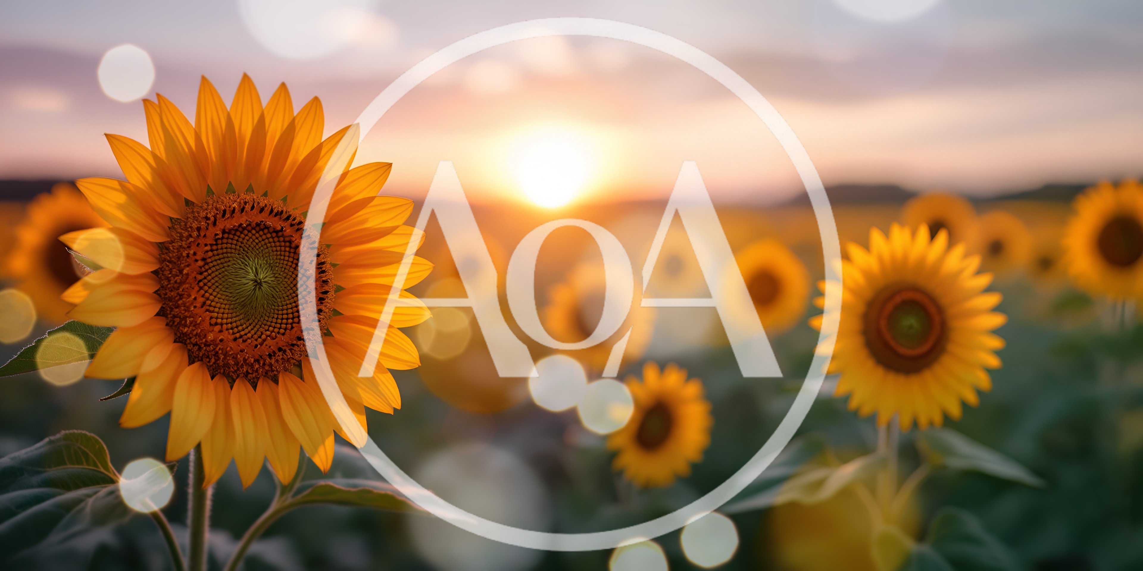 Sunflowers Blooming In A Field At Sunset