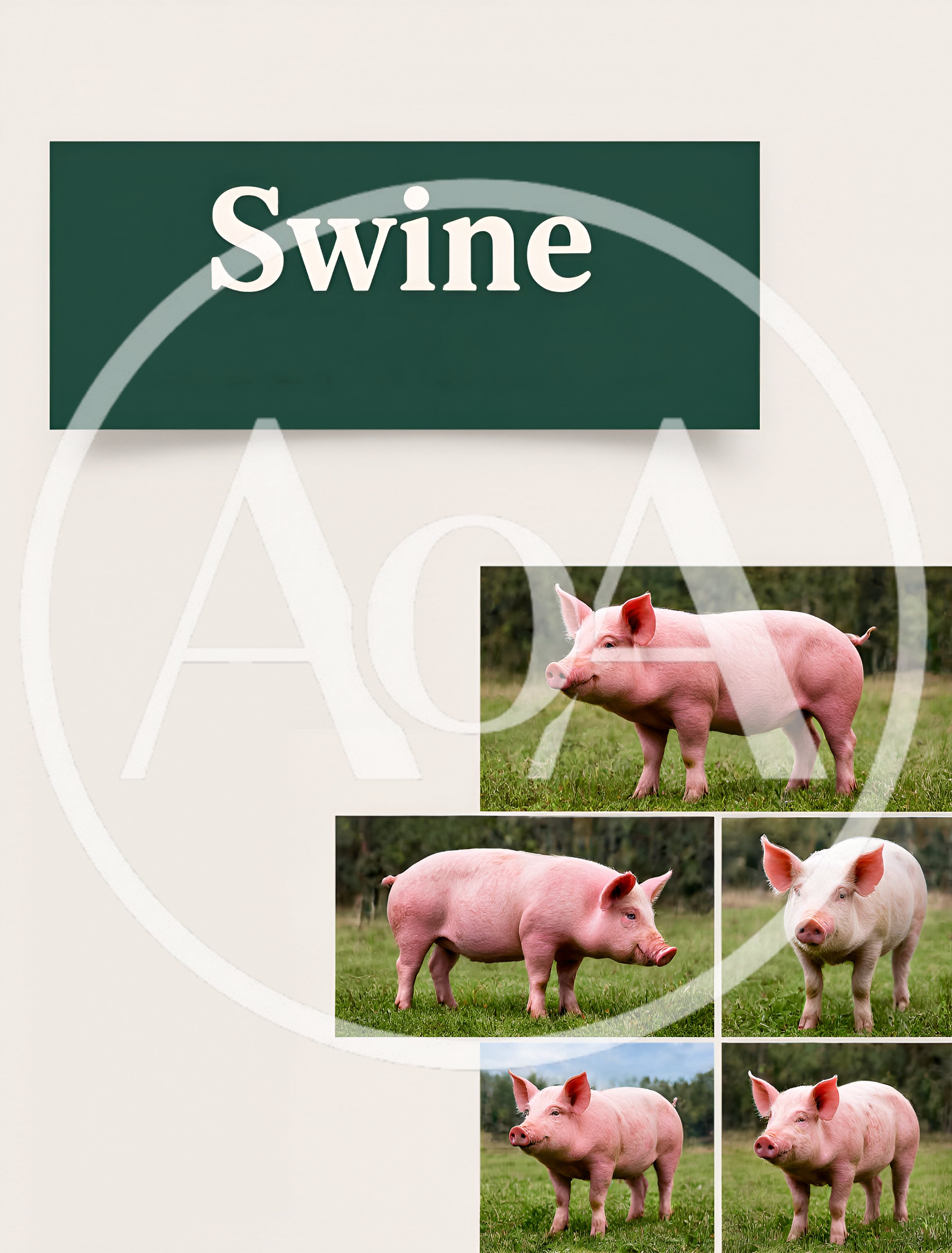 Collage Of Domestic Pigs In A Green Pasture