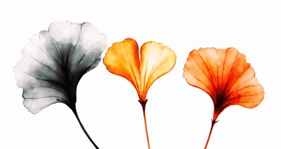 Watercolor Ginkgo Biloba Leaves In Three Different Colors