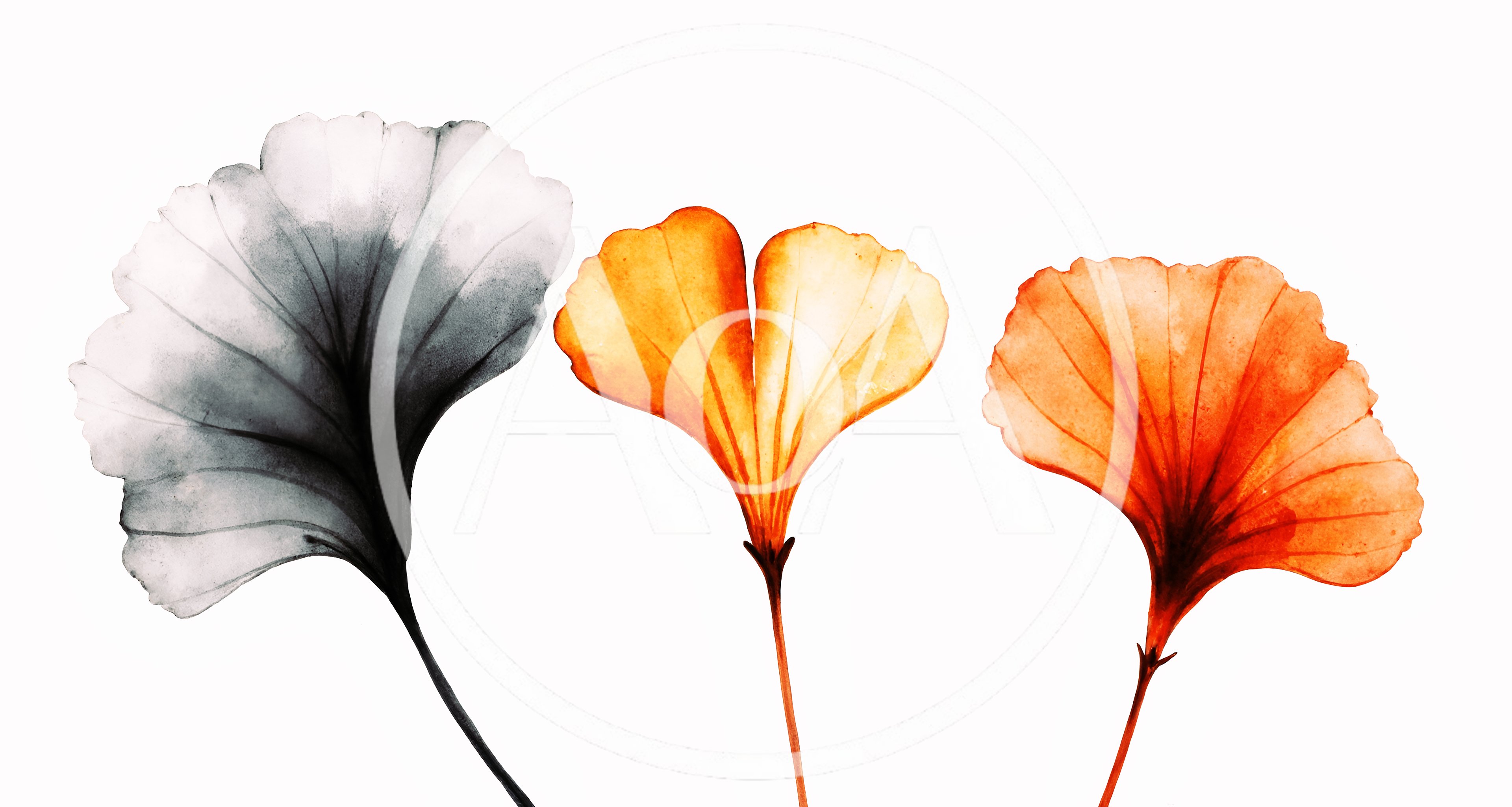 Watercolor Ginkgo Biloba Leaves In Three Different Colors