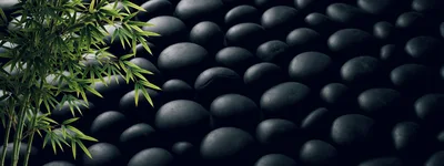 Bamboo Stalks Over Smooth Black Zen Stones