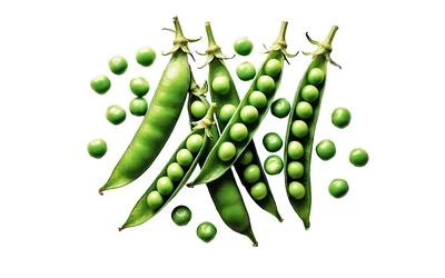 Fresh Green Pea Pods and Loose Peas