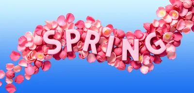 Spring Text Surrounded By Pink Rose Petals