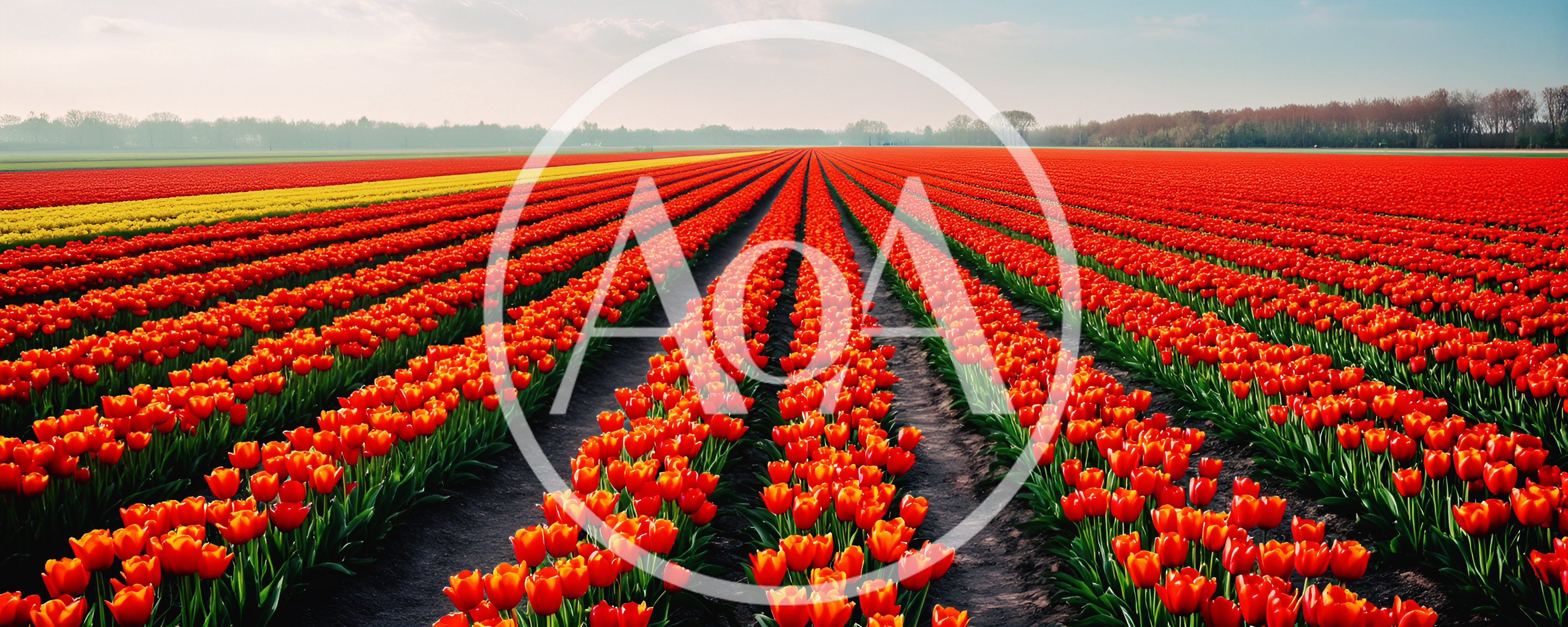 Vibrant Rows Of Orange Tulips In A Dutch Field