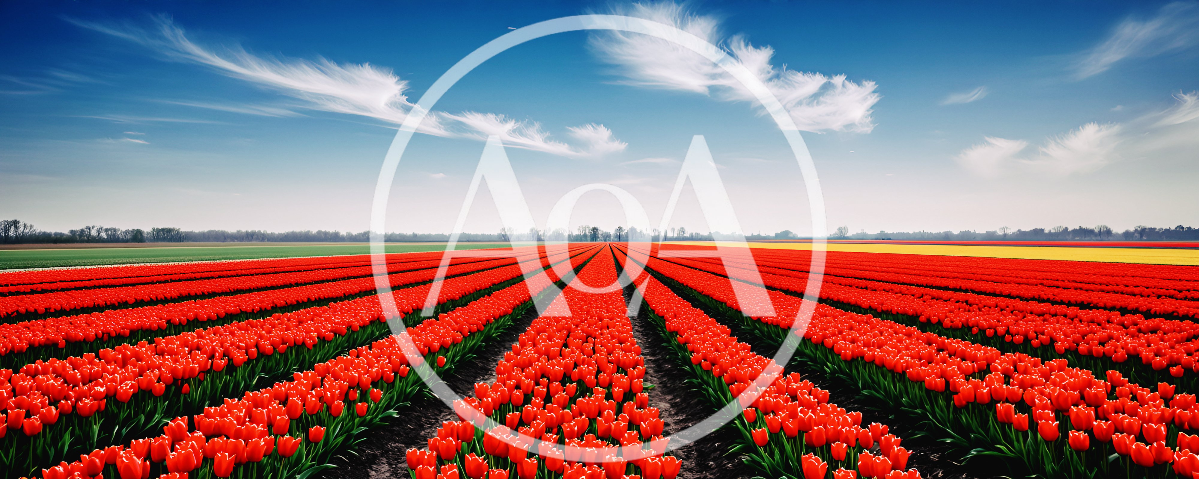 Vast Field Of Vibrant Red Tulips In The Netherlands
