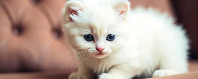Adorable Fluffy White Kitten With Blue Eyes