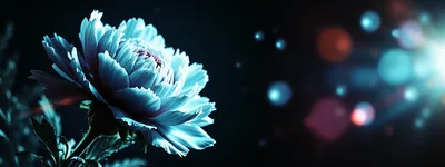 Glowing Blue Peony Flower With Bokeh Background