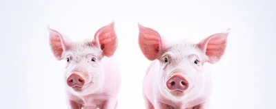 Two Cute Pink Piglets Looking At Camera