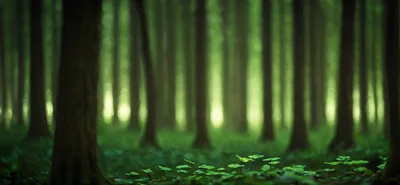Lush Green Forest Floor With Blurred Tree Trunks