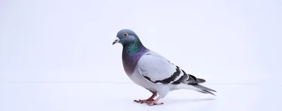A Rock Pigeon Standing On A White Background