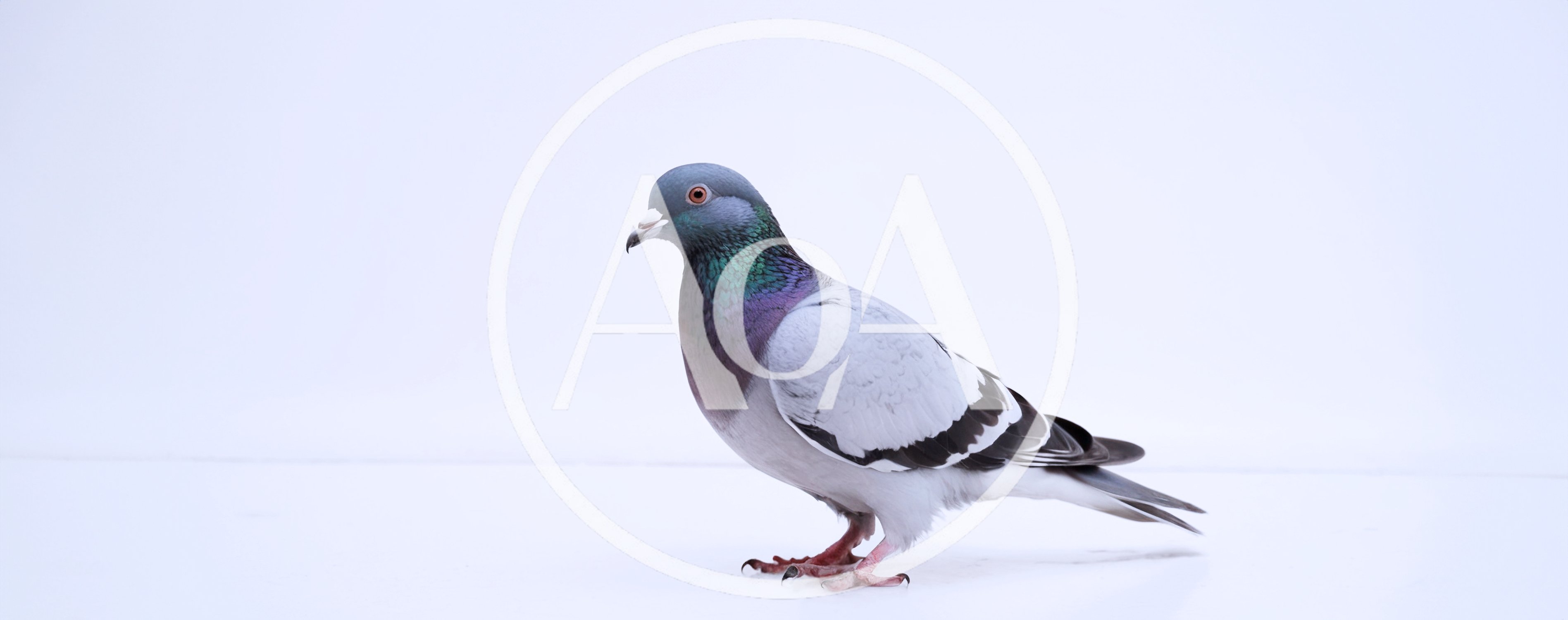 A Rock Pigeon Standing On A White Background