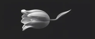 Minimalist 3D Rendered White Tulip Flower