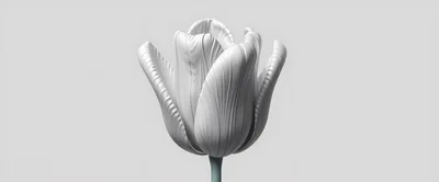 Minimalist 3D Rendered White Tulip Flower