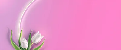 Two White Tulips on a Pink Gradient Background