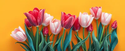 Colorful Tulip Flowers On Vibrant Orange Background