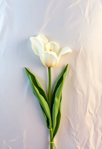 Single White Tulip Flower on Textured Background