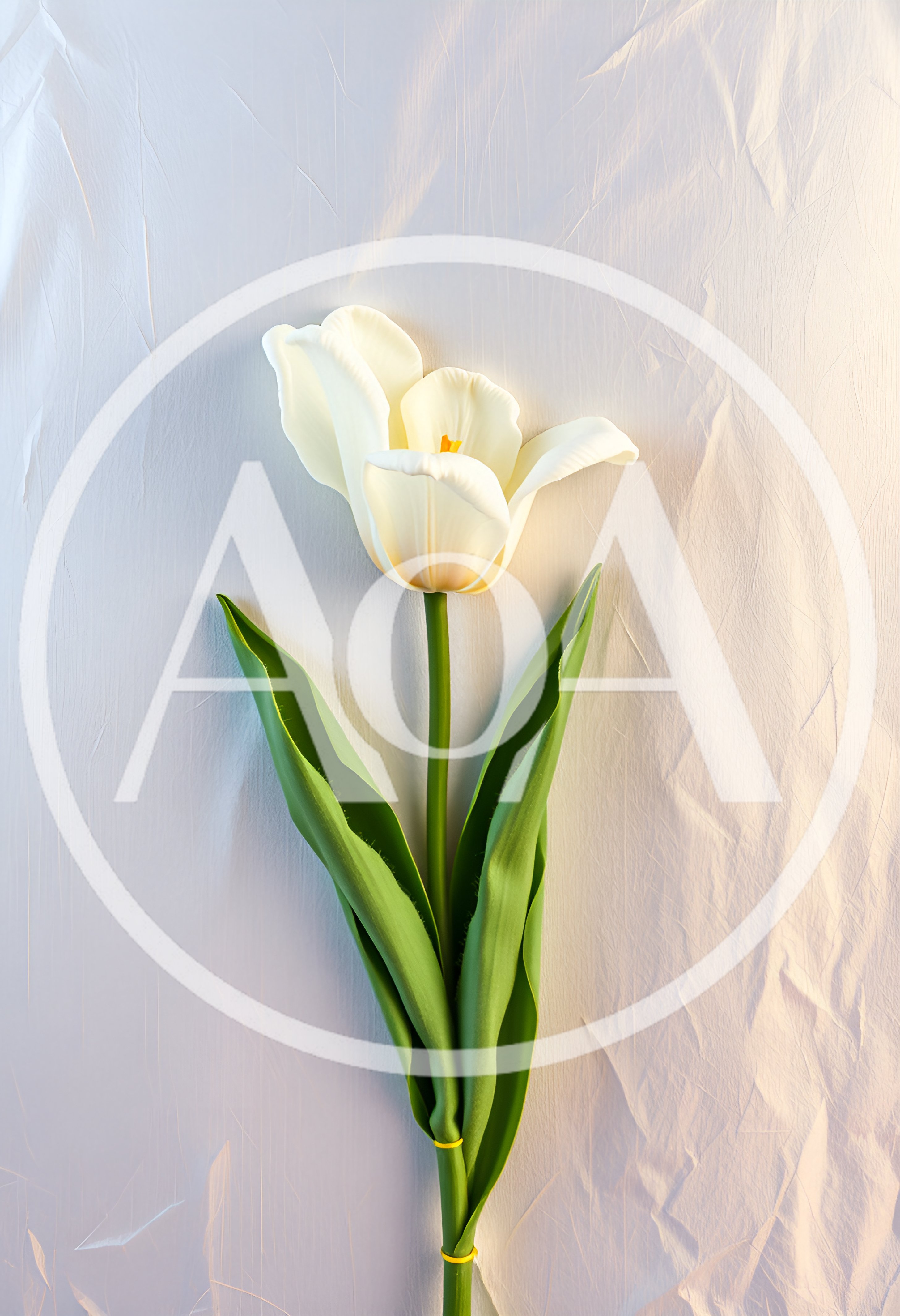 Single White Tulip Flower on Textured Background