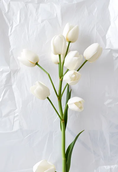 White Tulip Bouquet Against Crumpled Paper Background