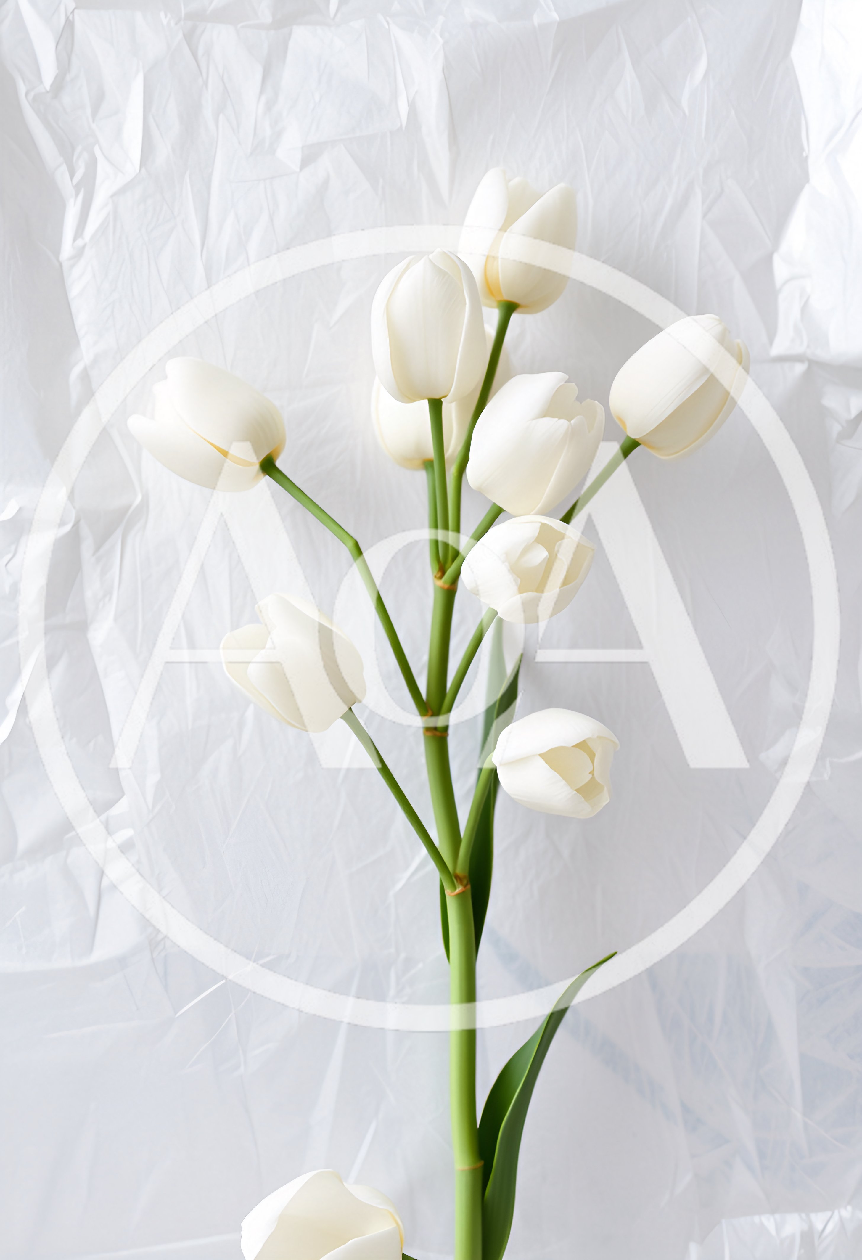 White Tulip Bouquet Against Crumpled Paper Background