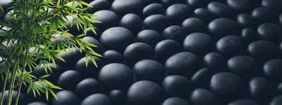 Bamboo Leaves Over Dark Smooth Zen Stones