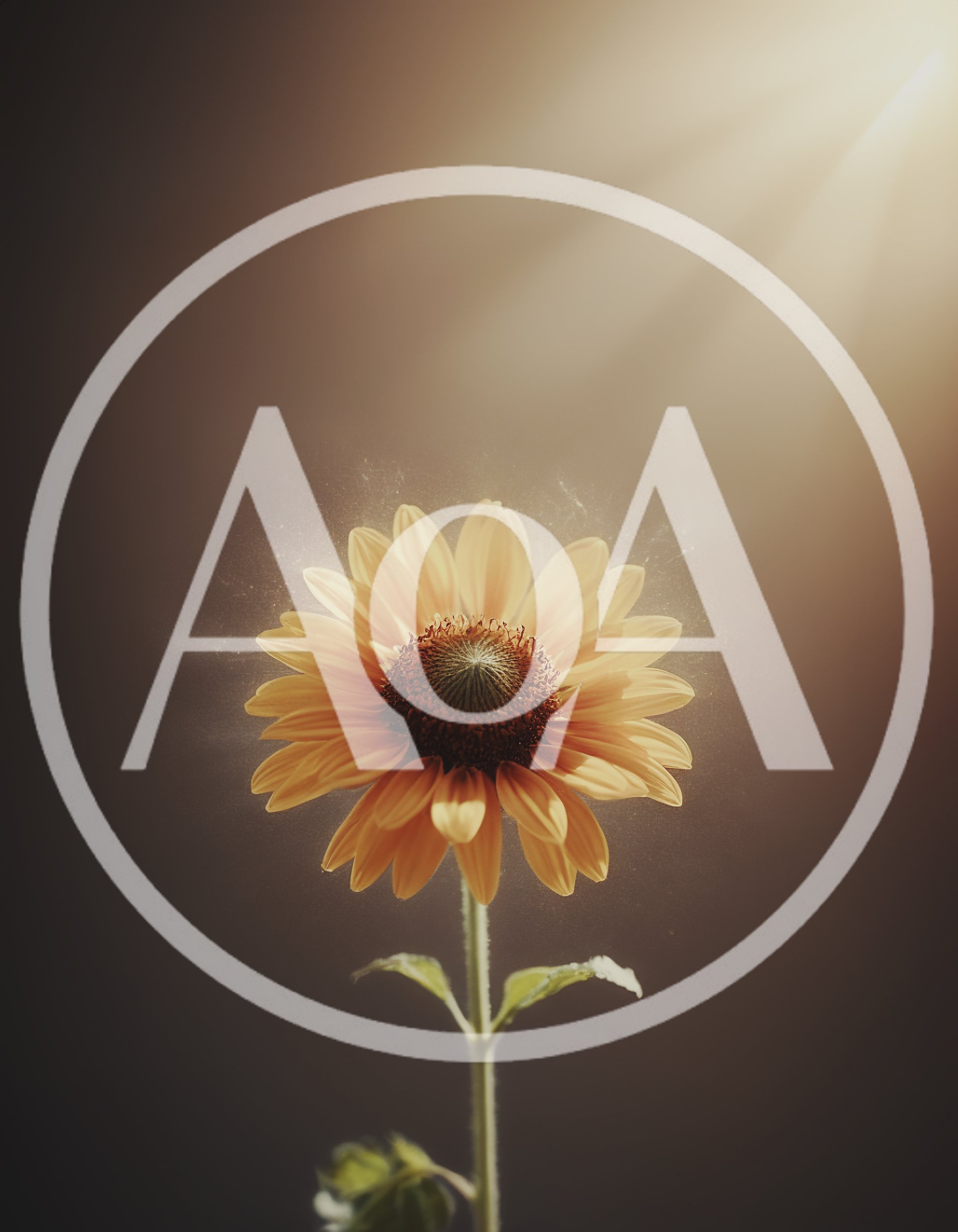 Single Sunflower Bloom With Floating Pollen Particles