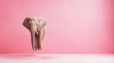 Floating African Elephant Against A Solid Pink Background