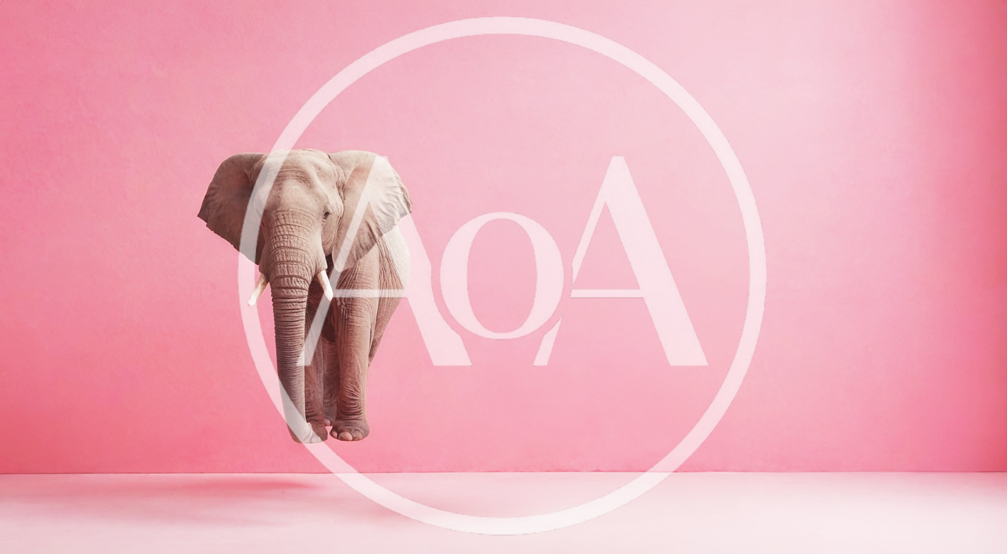 Floating African Elephant Against A Solid Pink Background