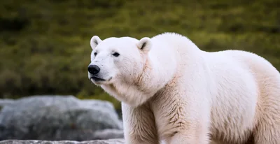 Majestic Polar Bear Standing In Arctic Landscape