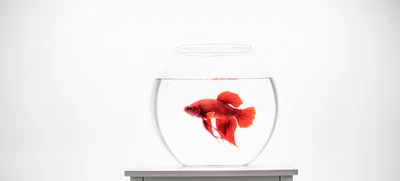 Red Betta Fish Swimming Inside A Glass Bowl