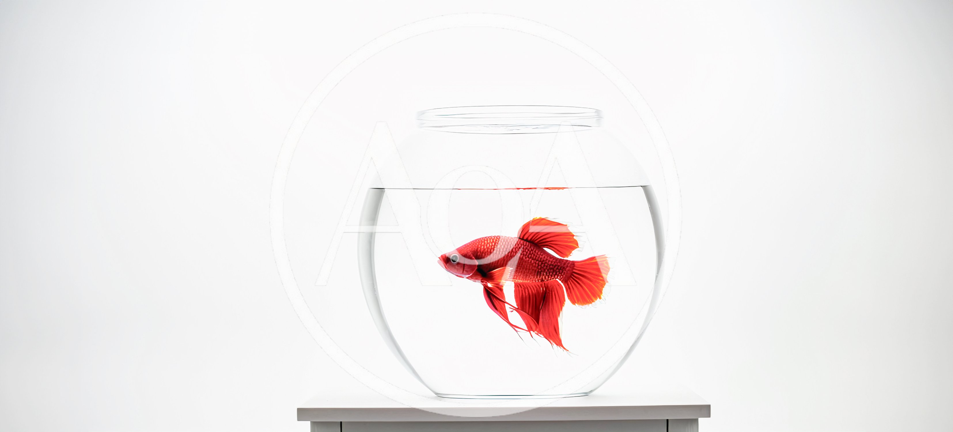 Red Betta Fish Swimming Inside A Glass Bowl