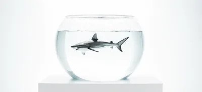 Great White Shark Swimming Inside A Glass Fishbowl