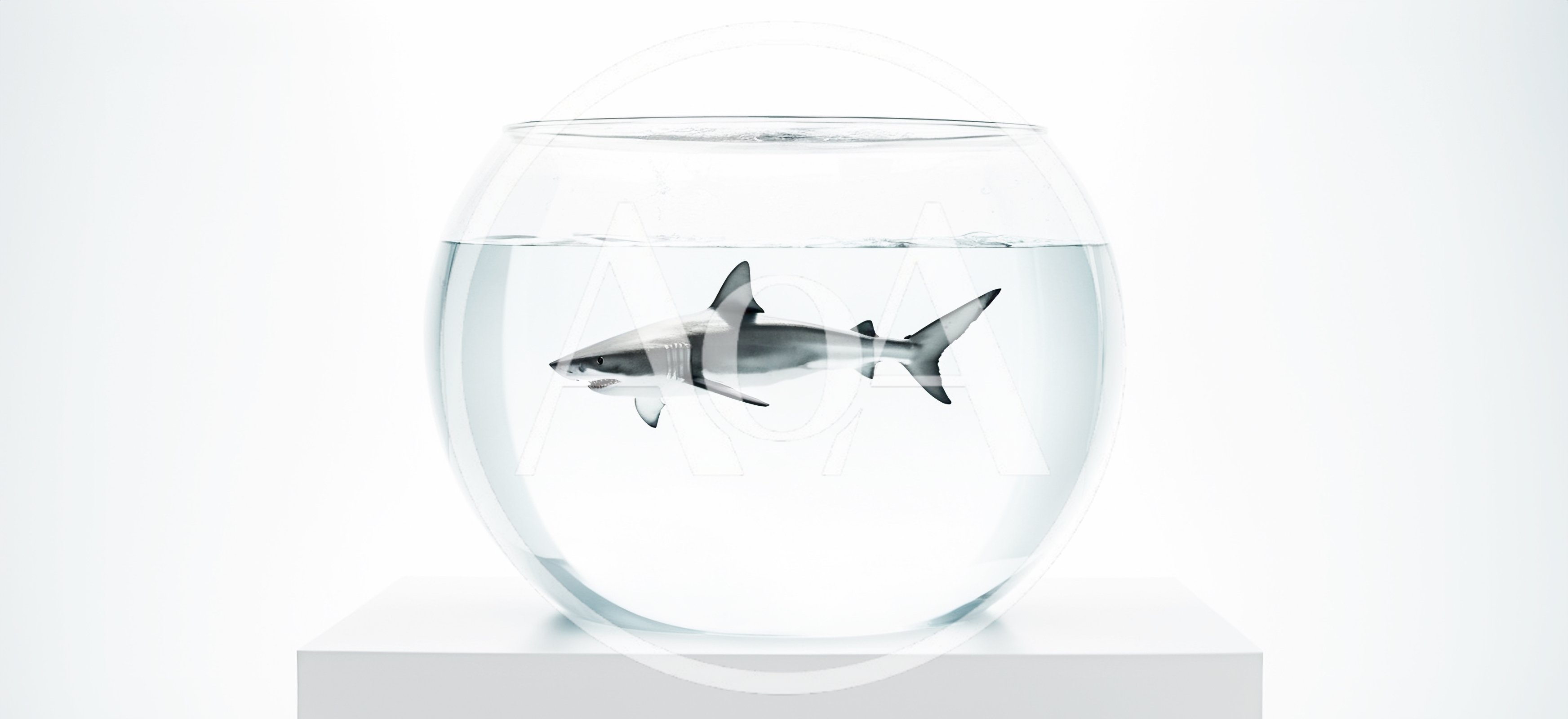 Great White Shark Swimming Inside A Glass Fishbowl