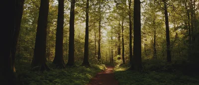 Sunlit Forest Path Through Tall Ancient Trees