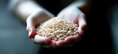 Hands Holding A Pile Of Raw Rice Grains