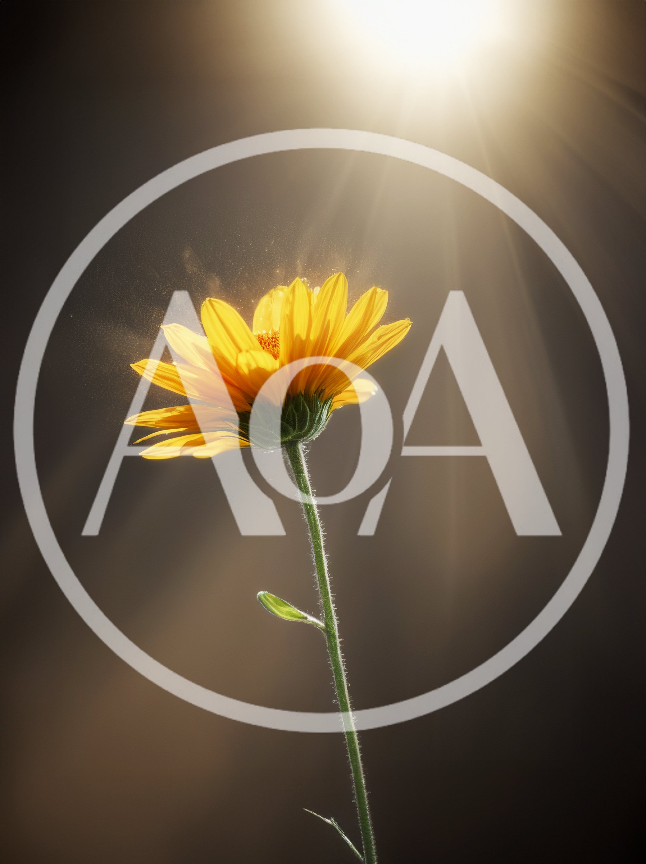 Single Yellow Flower Illuminated By Radiant Sunbeams