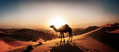 Camel Standing Alone on Desert Sand Dunes at Sunset
