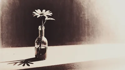 Single Daisy Flower In A Glass Bottle