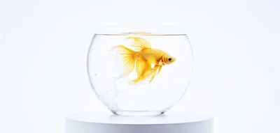 Golden Betta Fish Swimming In A Glass Bowl