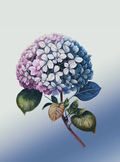 Hydrangea Flower Illustration With Gradient Background