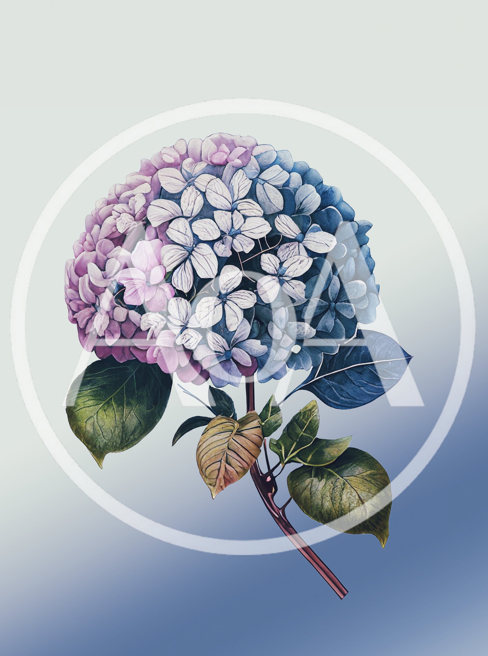 Hydrangea Flower Illustration With Gradient Background
